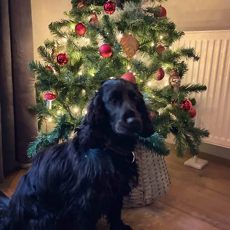 Tournesol Domek alpejski *